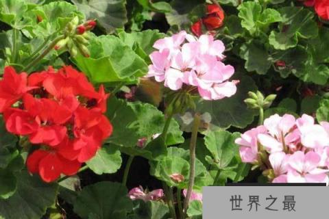 家庭不宜养的十大不吉利花：昙花第七，夹竹桃居第三