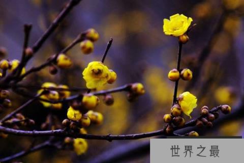 十大名花耐寒，推荐冬季最耐旱好养的十种花