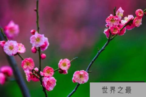 10种代表冬天的植物：个个颜值都很高，你养了哪种？