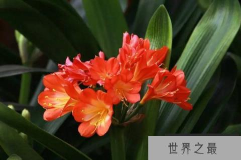 10种代表冬天的植物：个个颜值都很高，你养了哪种？