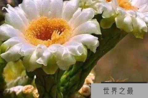 世界上十大最美花排名，杜卡普尔花夺得花魁