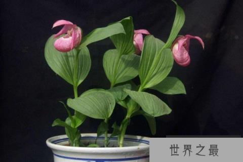 世界上十大最美花排名，杜卡普尔花夺得花魁