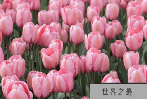 世界最美十大名花排名：玫瑰第一郁金香第二