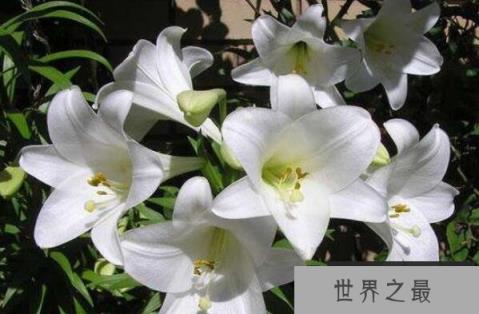 世界最美十大名花排名：玫瑰第一郁金香第二