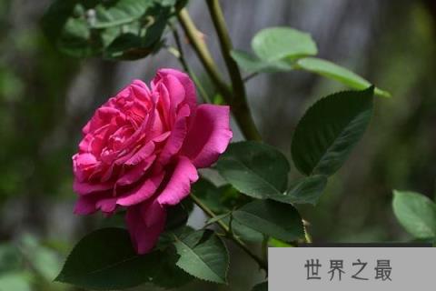 新手养花最适合养什么花？新手适合养的10种花
