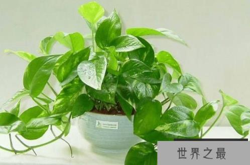 新手养花最适合养什么花？新手适合养的10种花