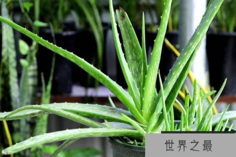 新手养花最适合养什么花？新手适合养的10种花