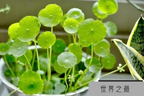 客厅里养什么花最好？客厅放什么植物顺利又招财？