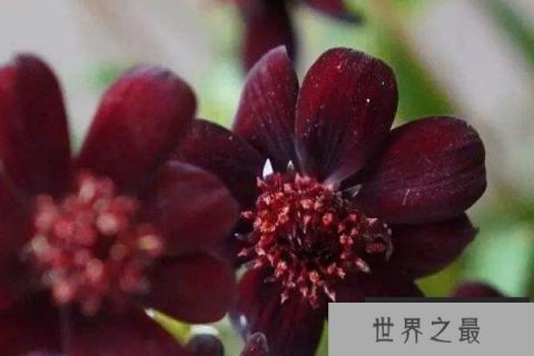 世界上最稀有的花名：巧克力宇宙上榜，你听过吗？