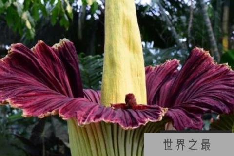 世界上最稀有的花名：巧克力宇宙上榜，你听过吗？