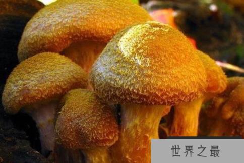 世界最大的生物：蜜环菌占地约37公顷