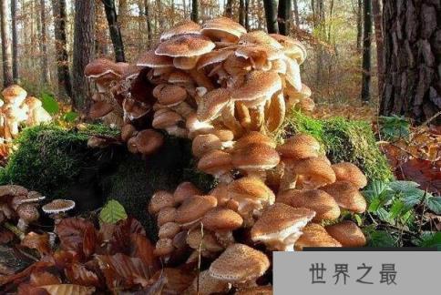 世界最大的生物：蜜环菌占地约37公顷