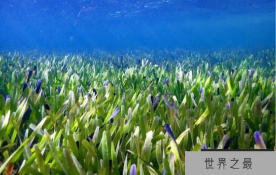 盘点全球最大的植物：年龄超4500岁，面积达180平方公里