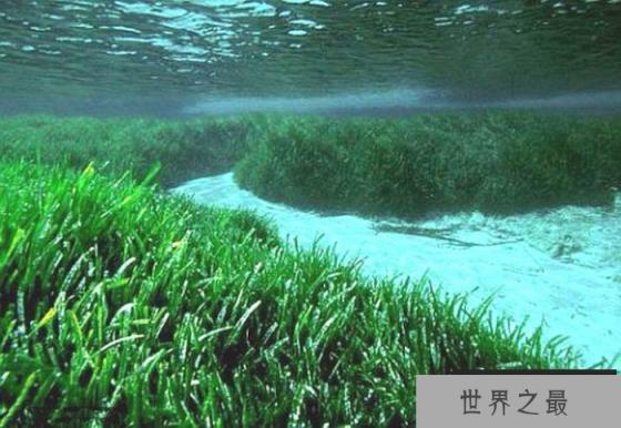盘点全球最大的植物：年龄超4500岁，面积达180平方公里