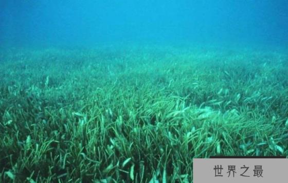 盘点全球最大的植物：年龄超4500岁，面积达180平方公里