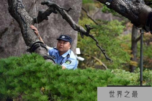 我国最特殊的三棵树：武夷山大红袍母树投保1亿