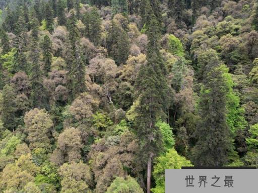 中国最高的树有多少米？中国新树王高达83.2米！