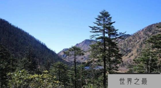 中国最高的树有多少米？中国新树王高达83.2米！