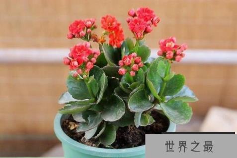 风水十大吉祥花，好运吉祥的花有哪些