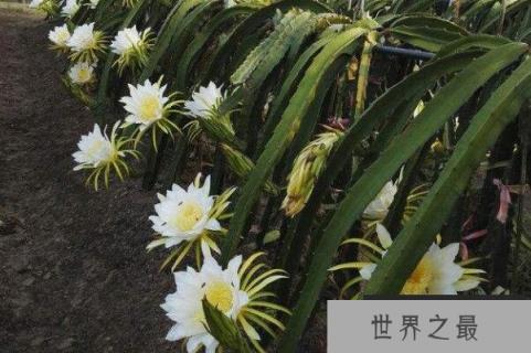 风水十大吉祥花，好运吉祥的花有哪些