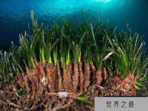 世界最大植物：藏身海底总长180公里