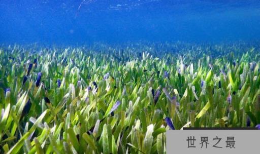 世界最大植物：藏身海底总长180公里