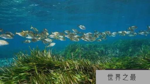 世界最大植物：藏身海底总长180公里