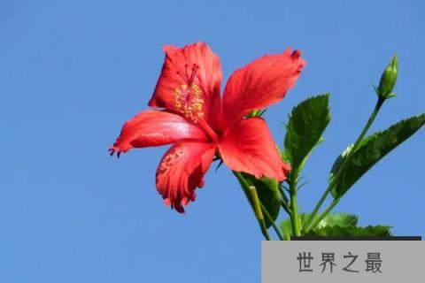 扶桑花