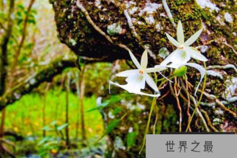 世界上最贵的兰草排名：翡翠兰上榜，鬼兰稳居冠军宝座