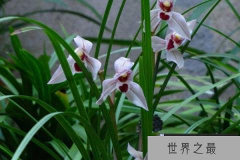 世界上最贵的兰草排名：翡翠兰上榜，鬼兰稳居冠军宝座