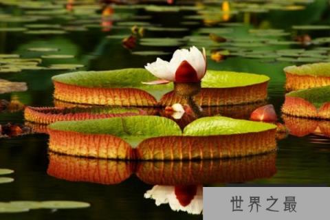 哪些植物有奇妙的特点？10种奇妙植物的功能