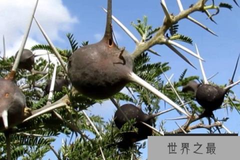 哪些植物有奇妙的特点？10种奇妙植物的功能