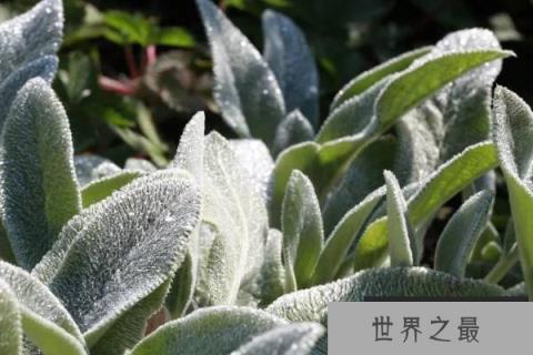 10种常见有趣的植物：世界上还有哪些有趣的植物？