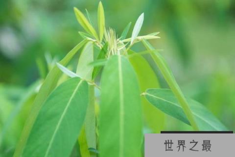 10种常见有趣的植物：世界上还有哪些有趣的植物？