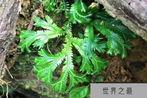 复活草 复活草