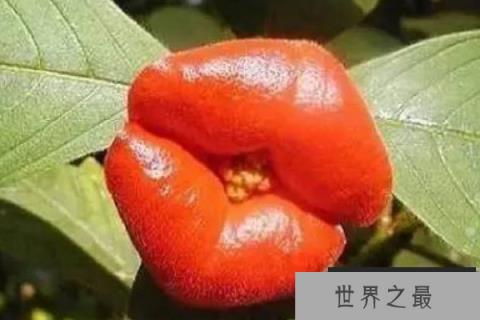 热唇草
