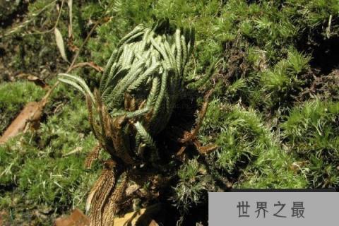 卷柏草