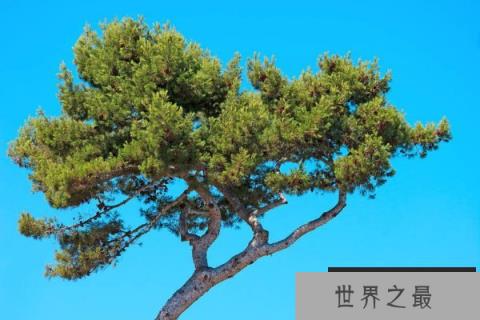 世界上最不怕火烧的树木：海松可做烟斗