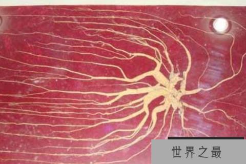 世界上最老的人参：最重达600克，活了200多年！