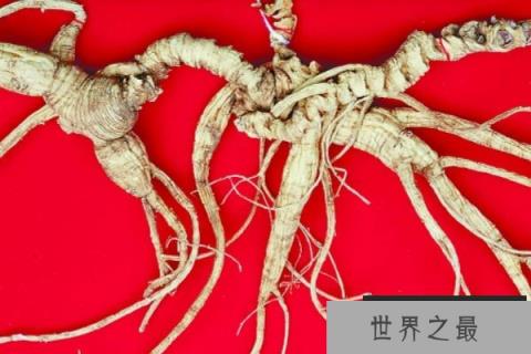 世界上最老的人参：最重达600克，活了200多年！