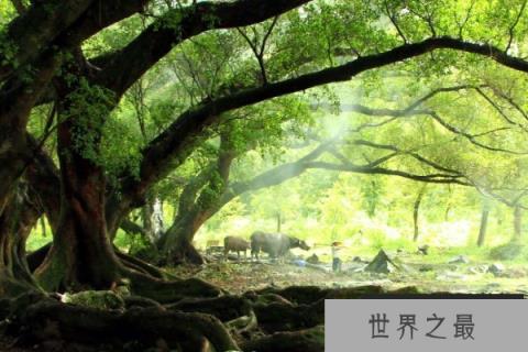 世界上最大的树冠：孟加拉榕树可容纳千余人乘凉