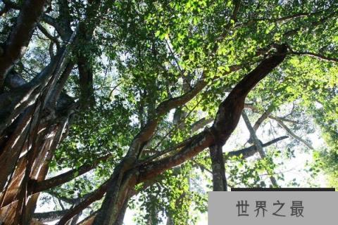 世界上最大的树冠：孟加拉榕树可容纳千余人乘凉