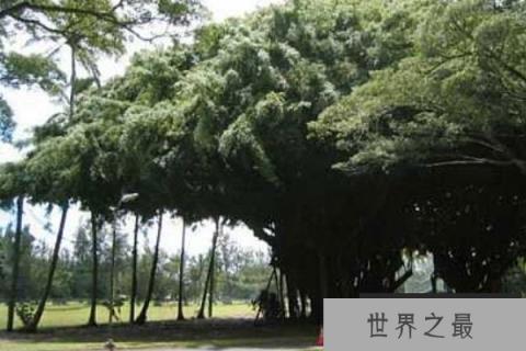 世界上最大的树冠：孟加拉榕树可容纳千余人乘凉