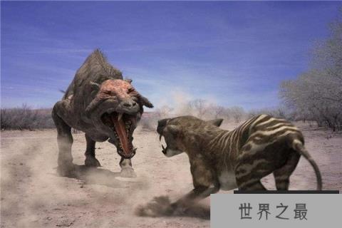 世界上最可怕的猪是什么：咬合力惊人的完齿猪