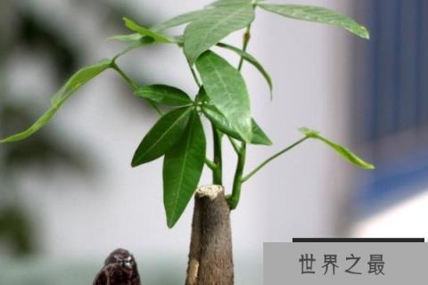 室内养十种花最好旺财：发财树、富贵竹皆上榜