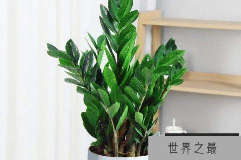 女性办公桌上摆放植物：芦荟上榜，金钱树居首