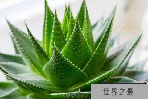 女性办公桌上摆放植物：芦荟上榜，金钱树居首