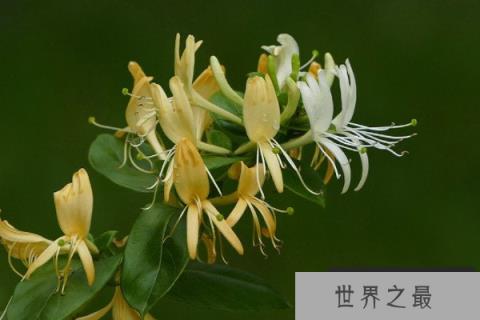 利润很吓人的10个冷门种植：金银花位居第一名