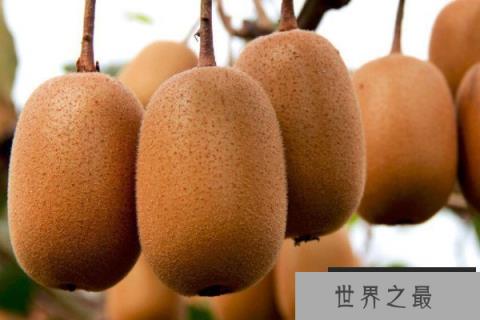 利润很吓人的10个冷门种植：金银花位居第一名