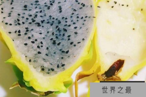 火龙果最新品种哪个好？口感最好的火龙果品种